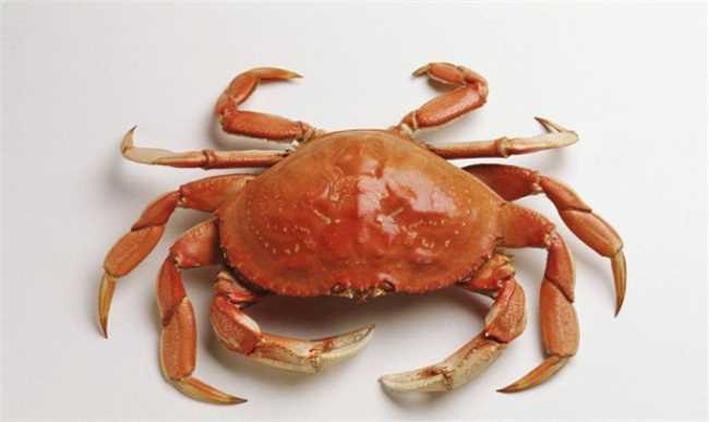 ​爆炒蟹用的是哪种蟹(螃蟹相克食物螃蟹不可以和柿子一起吃)